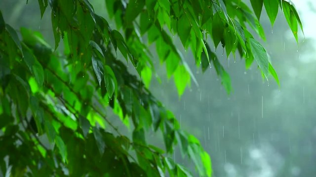 tropical heavy falling rain