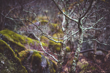 bare trees in the forest with stones in the moss