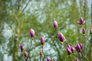 Acrylglasbilder Magnolie Flowering magnolia  © innazagorulko