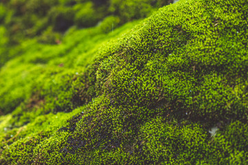 moss on stones