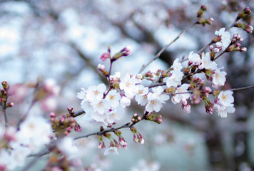 sakura