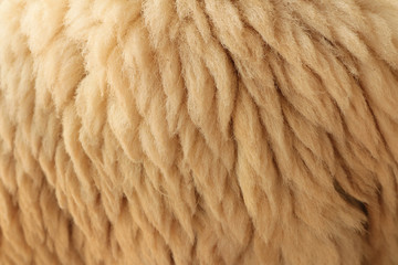 Close up fleece