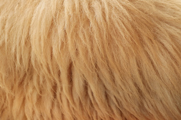 Close up fleece