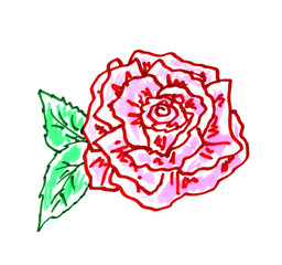Rose illustration