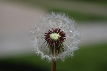 Diente de Le&oacute;n - 1