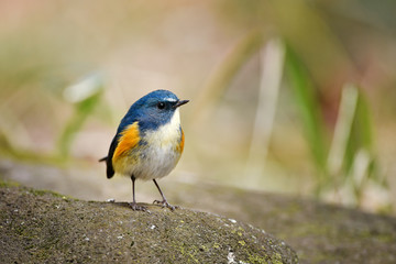 雄のルリビタキ