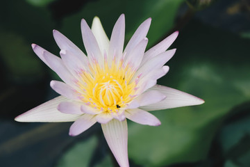 Lotus Flower