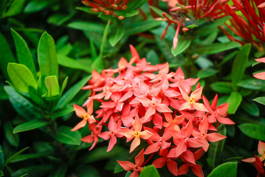West Indian Jasmine Flower