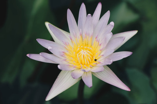 Lotus Flower