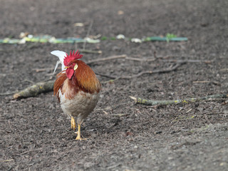 Fototapeta premium Gockel