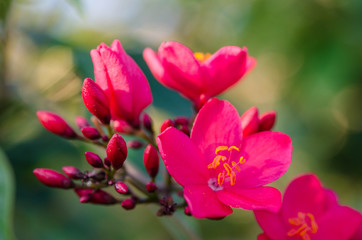 Fototapeta na wymiar Flowering Bushes With Pink Flowers