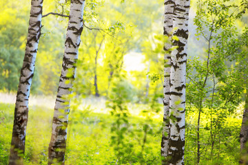 summer in sunny birch forest - 143287530