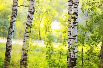 Printed roller blinds Birch grove summer in sunny birch forest