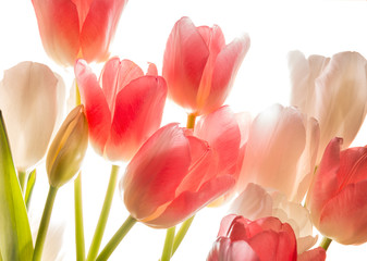 Bouquet of pink tulips in bright backlight.