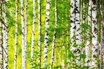 Naklejka premium summer in sunny birch forest