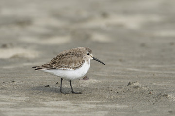 ハマシギ(Dunlin)