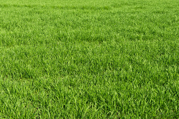 Field with winter wheat in early spring