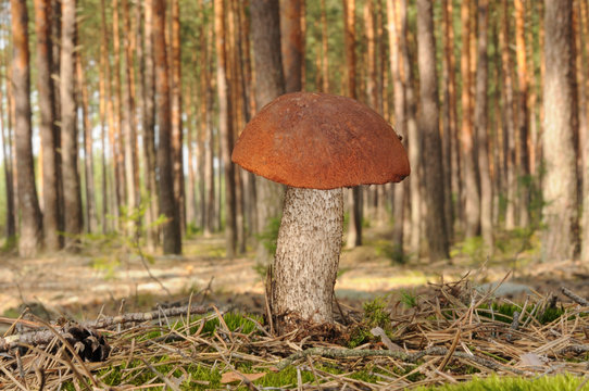Leccinum vulpinum, commonly known as the foxy bolete