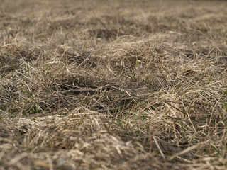 dry grass