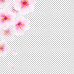 Fototapeta na wymiar Cherry Flowers Isolated