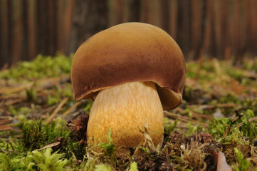 Boletus badius (commonly known as the bay bolete) growing in the forest