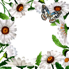 Wildflower chamomile flower frame in a watercolor style isolated.