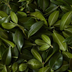 Obraz premium Background of green leaves