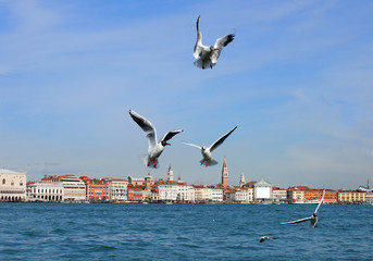Fototapeta na wymiar Seagulls flying over the venice coast