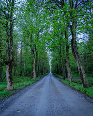 Swedish alley in blue hour morning