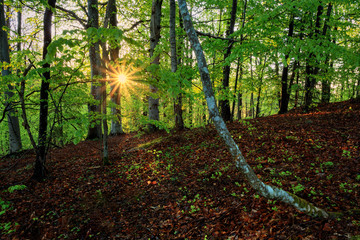 Sunstar through beech forest in Sweden
