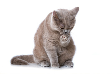 Katzenwäsche
