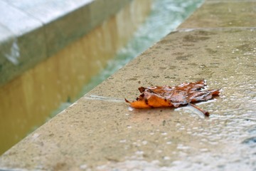 Leaf by the Fountain