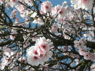 Mandelblüte an der Deutschen Weinstraße