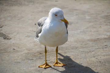 Möwen auf Madeira