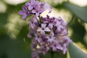 Syringa (lilac)