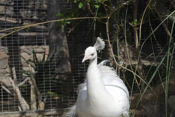 White peafowl (Pavo cristatus alba) male.