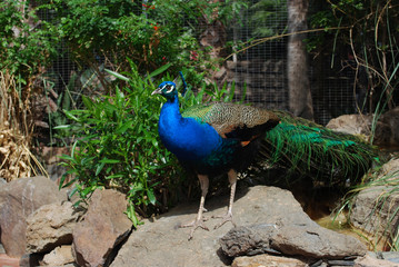 Obraz premium Indian peafowl or blue peafowl (Pavo cristatus)