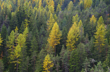 Beautiful detail of a forest in autumn, the Dolomites mountains, Northern Italy, South Tyrol, Italy, Europe