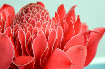 Torch Ginger flower, pink, rain forest, flower