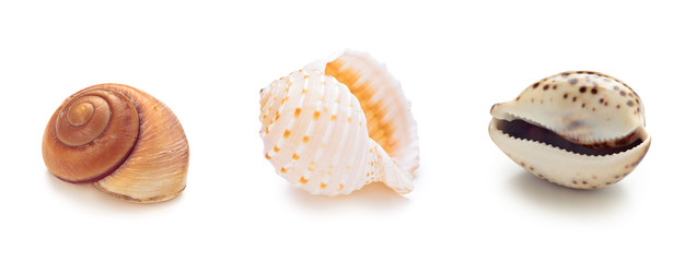 Different sea conch shells in a row.