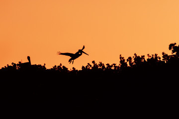 Fototapeta na wymiar Brown pelican flying in sunset.