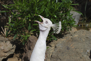 White peafowl (Pavo cristatus alba) male shouts.