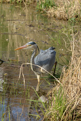 Graureiher auf der Jagd nach kleinen Fischen im Teich