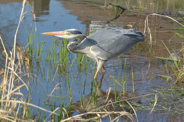 Graureiher auf der Jagd nach kleinen Fischen im Teich