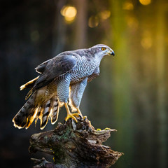 A male Goshawk (Accipiter gentilis) sitting on the stump in forest.