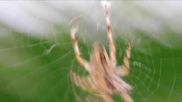 araign&eacute;e capturant sa proie dans sa toile (macro 4K)
