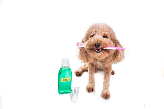 Pet dog holding toothbrush with toothpaste and mouthwash oral care