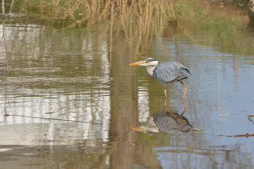 Graureiher auf der Jagd nach kleinen Fischen im Teich