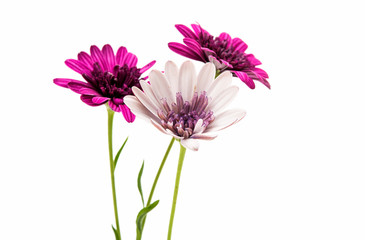 Osteosperumum Flower Daisy Isolated