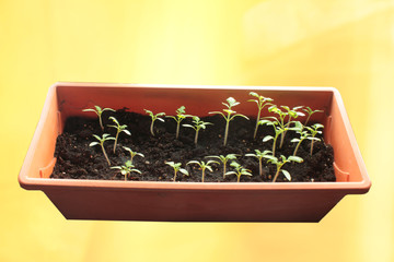 Tomato seedlings on yellow Sunny background
